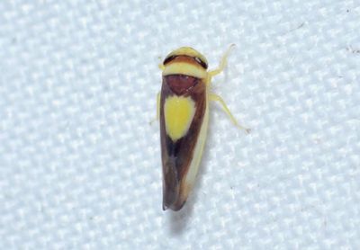 Colladonus clitellarius; Saddleback Leafhopper