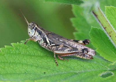 Melanoplus sanguinipes; Migratory Grasshopper