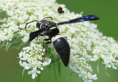 Monobia quadridens; Four-toothed Mason Wasp