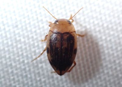 Neoporus dimidiatus; Predaceous Diving Beetle species