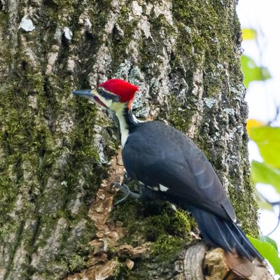 pileated_woodpecker