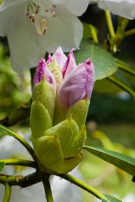 DSC04798.jpg