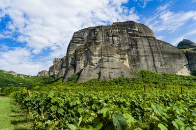 Meteora Vineyard.jpg