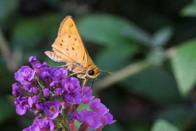 insects_and_spiders