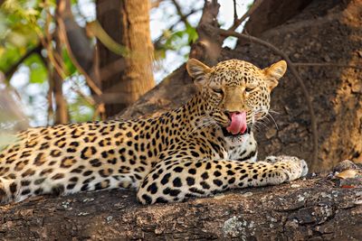 _JR59295 copy-topaz-denoiseraw Leopard Licking Lips.jpg