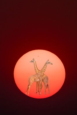 _JR59679 Giraffe in Sun Portrait.jpg