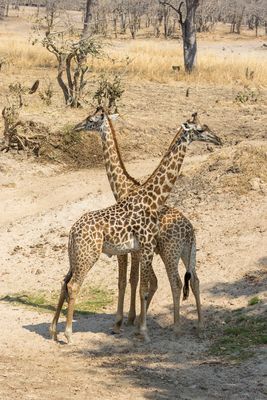 _JR77841-topaz-denoiseraw.jpg