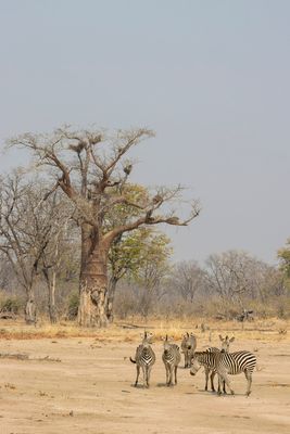 _JR78580-topaz-denoiseraw.jpg