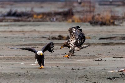 _JR55748-topaz-denoiseraw.jpg