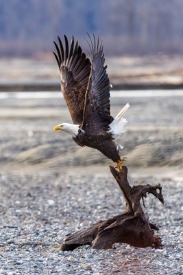 _JR55956-topaz-denoiseraw.jpg