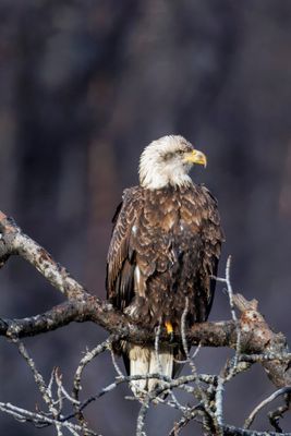 _JR56950-topaz-denoiseraw.jpg