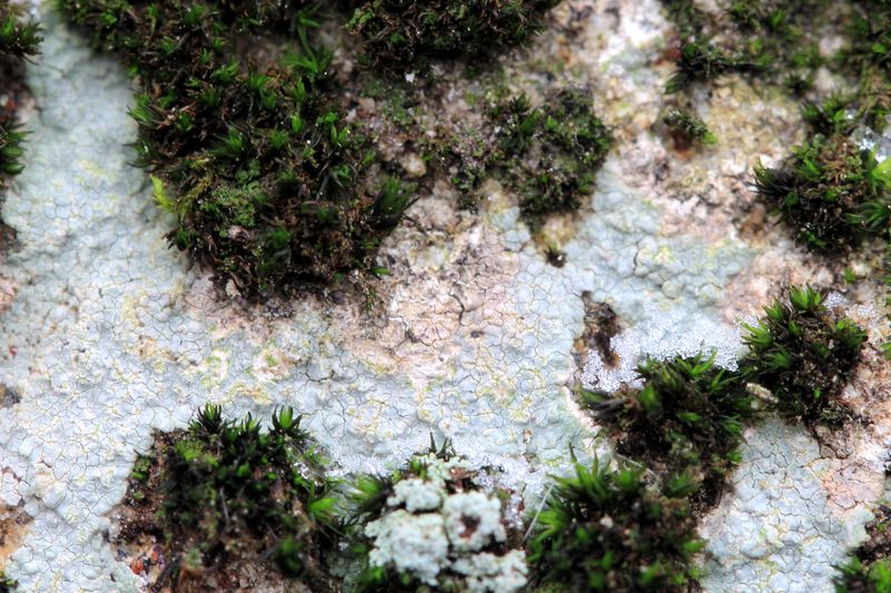 Trapelia placodioides