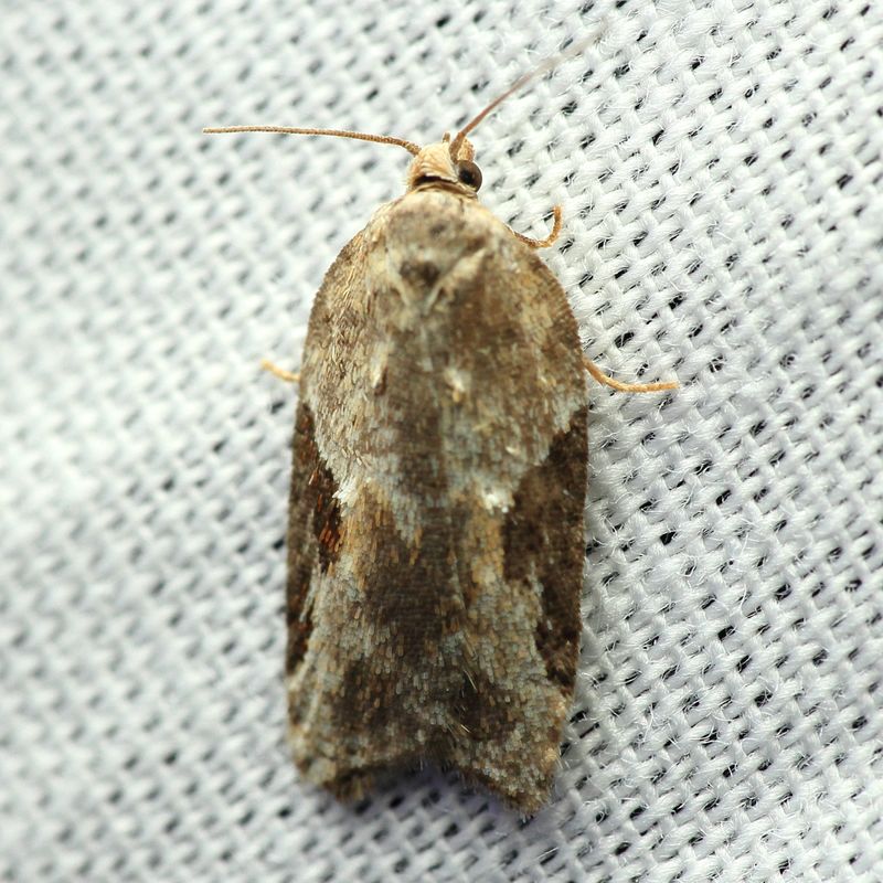 Forbes Acleris, Hodges#3525 Acleris forbesana