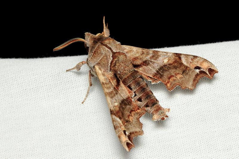Lettered Sphinx, Hodges#7871 Deidamia inscriptum