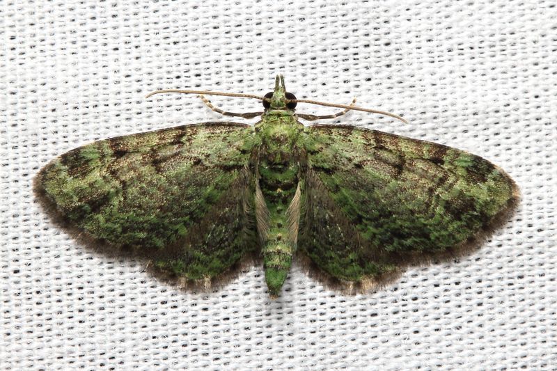 Green Pug, Hodges#7625 Pasiphila rectangulata