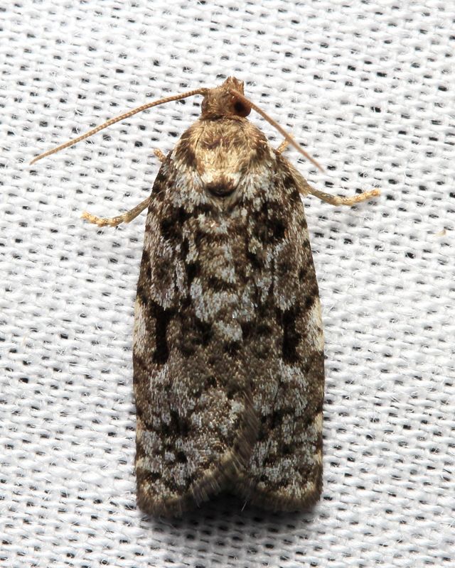 Eastern Spruce Budworm, Hodges#3638 Choristoneura fumiferana
