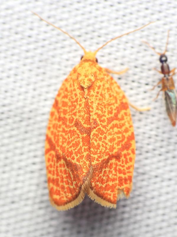 Four-lined Leafroller, Hodges#3621 Argyrotaenia quadrifasciana
