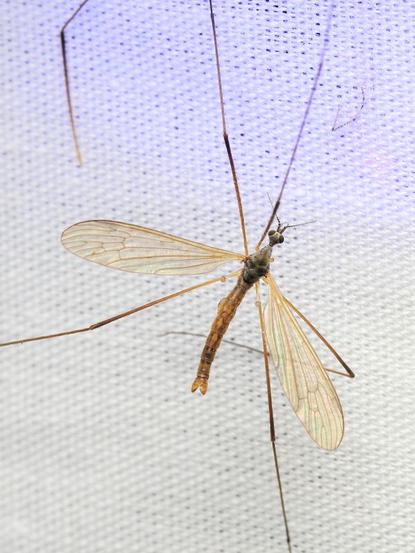 Pseudolimnophila inornata