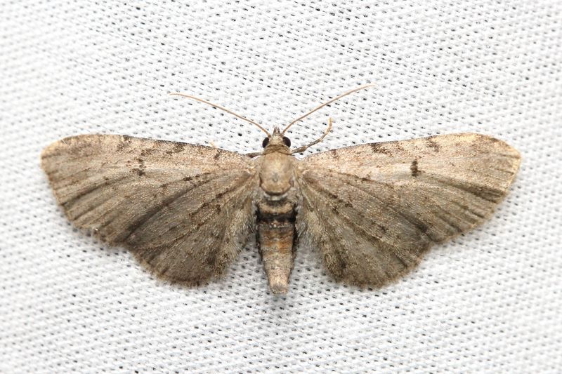 Wormwood Pug, Hodges#7586.1 Eupithecia cf. absinthiata