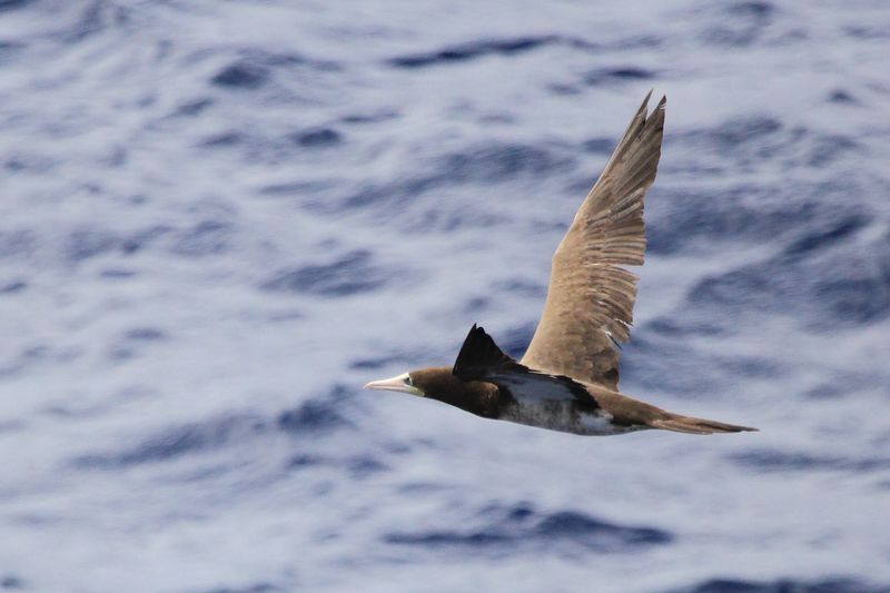 Brown Booby (Sula leucogaster)