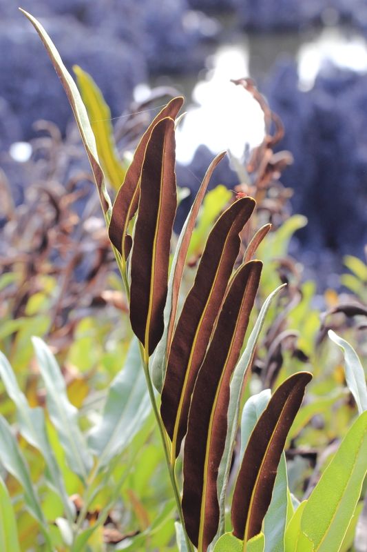 Leather Fern (Acrostichum sp.)