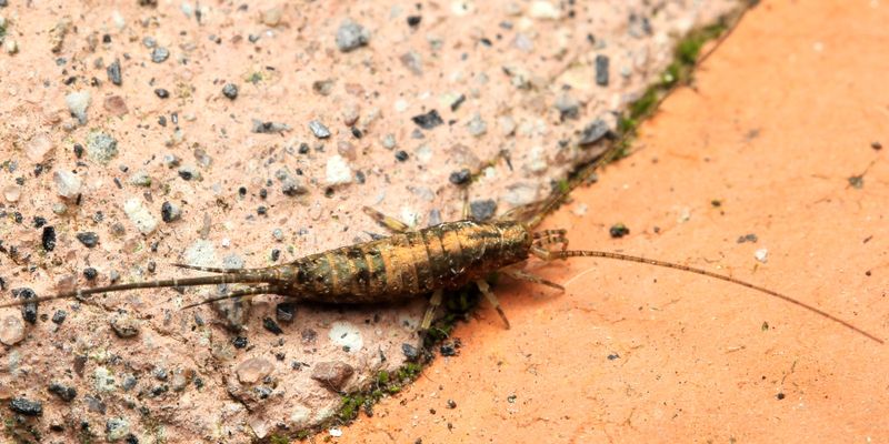 Jumping Bristletail (Archaeognatha: Meinertellidae)