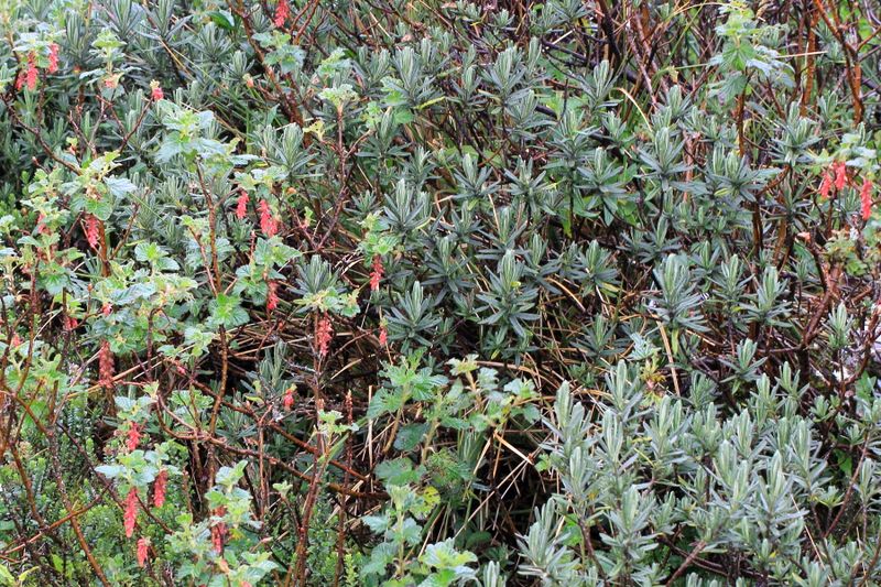 Linochilus sp. (Asteraceae)