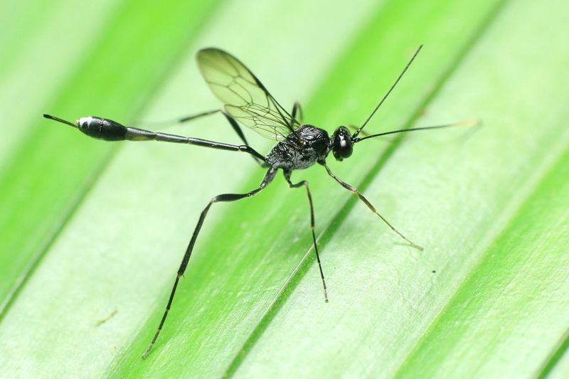 Ichneumon, Anomalon cf. (Ichneumonidae: Anomaloninae)