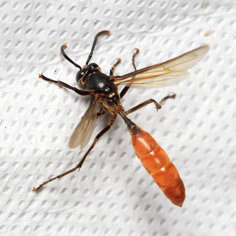 Nocturnal Paper Wasp, Apoica pallida (Vespidae: Polistinae)