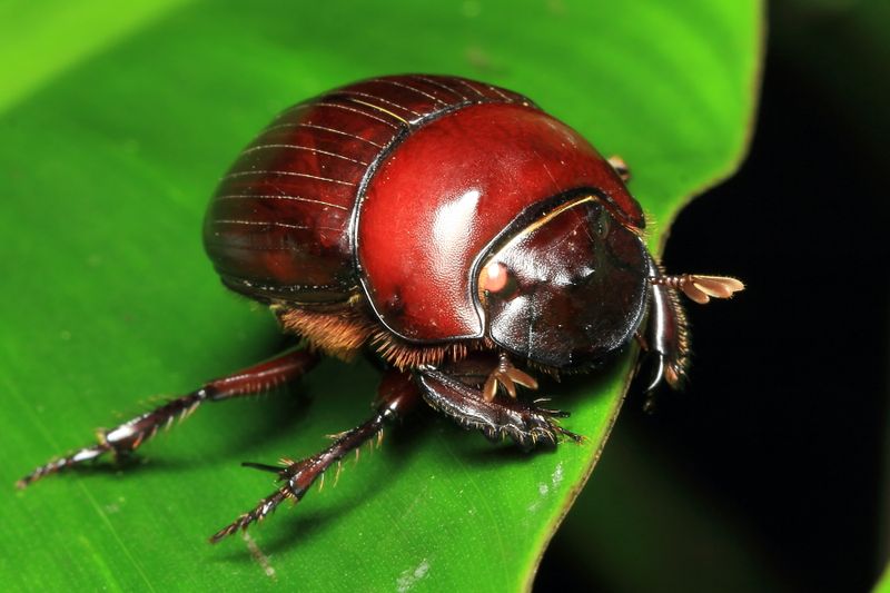 Dung Scarab, Dichotomius sp. (Scarabaeidae: Scarabaeinae)