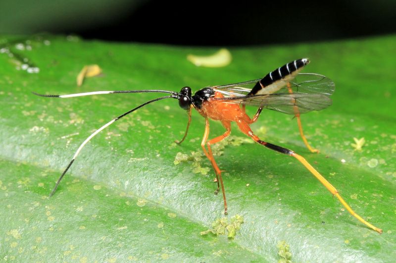 Ichneumon (Ichneumonidae: Cryptinae)