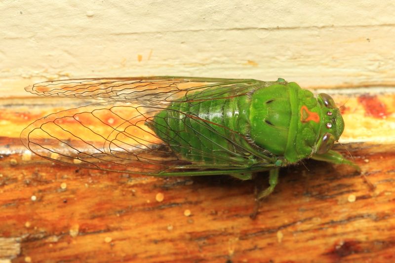 Cicada, Carineta sp. (Cicadidae: Cicadettinae)