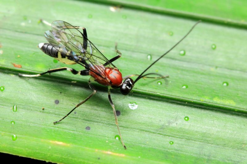 Ichneumon (Ichneumonidae)