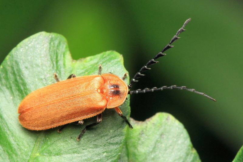 Firefly, Vesta sp. (Lampyridae: Lampyrinae)