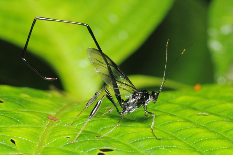 American Pelecinid, Pelecinus polyturator (Pelecinidae)