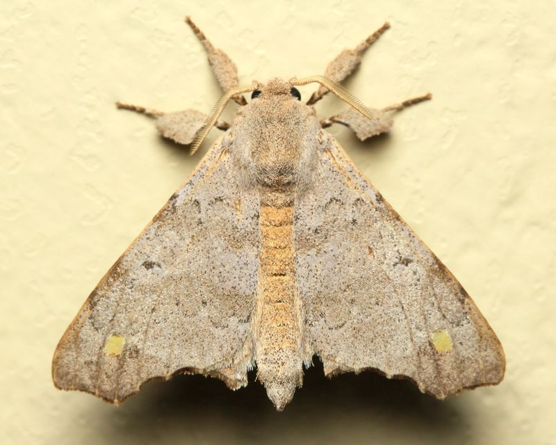 Olceclostera magniplaga (Apatelodidae)