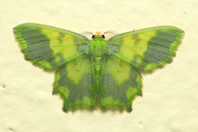 Emerald, Cathydata batina (Geometridae: Geometrinae)