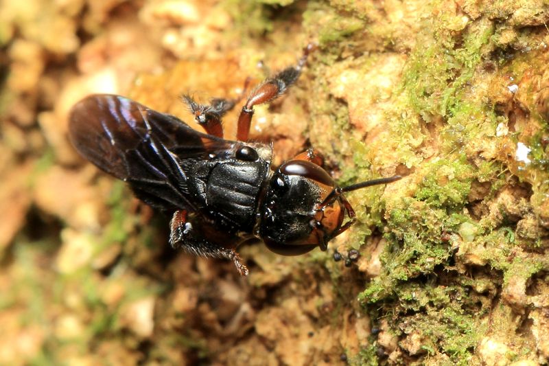 Sweat Bee (Apidae: Apinae)