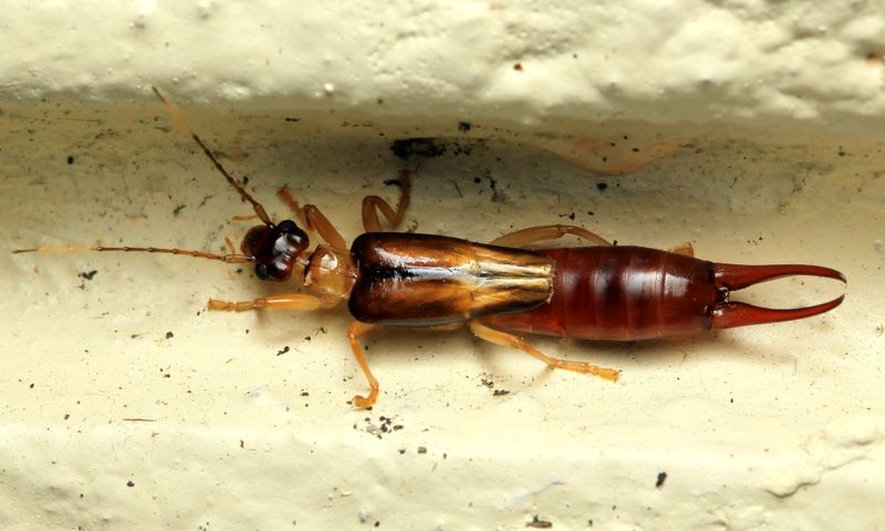 Earwig, Purex sp. (Spongiphoridae)
