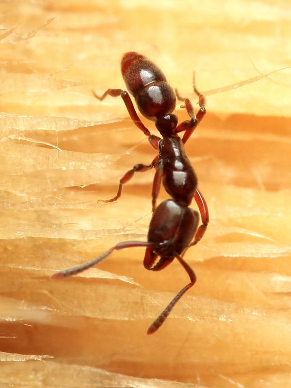 Ant, Hypoponera sp. (Formicidae: Ponerinae)