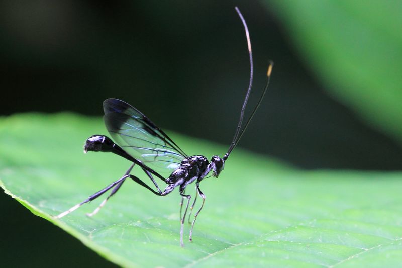 American Pelecinid, Pelecinus polyturator (Pelecinidae)