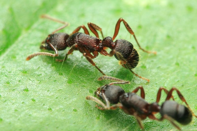 Holcoponera sp. (Formicidae: Ectatomminae)