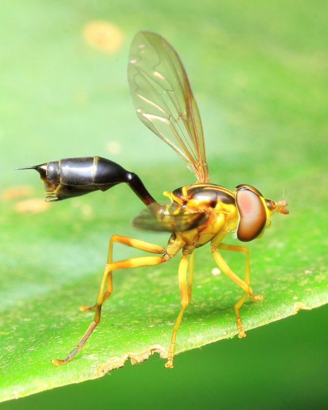 Flower Fly, Salpingogaster sp. (Syrphidae: Syrphinae)