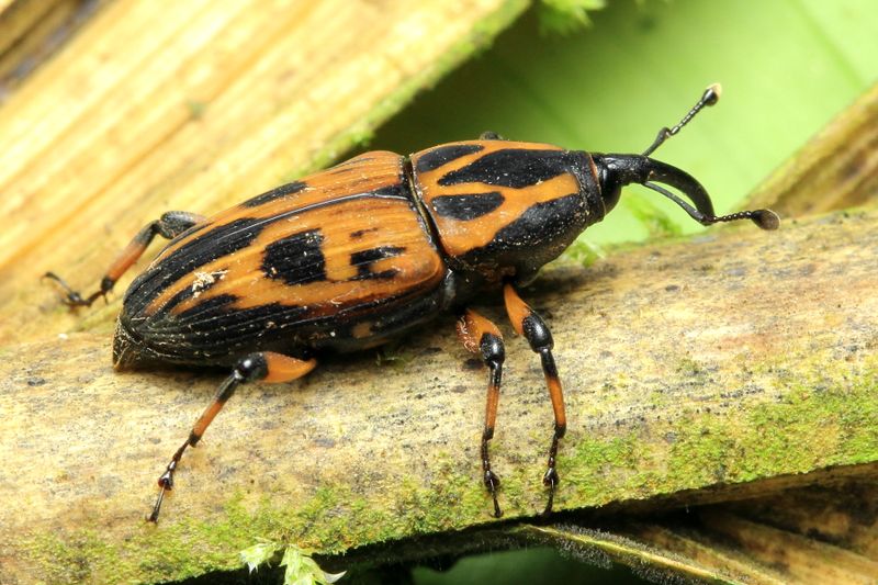 Weevil, Metamasius sp. (Curculionidae: Dryophthorinae)