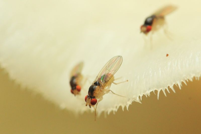 Vinegar Flies, Zygothrica sp. (Drosophilidae: Drosophilinae)