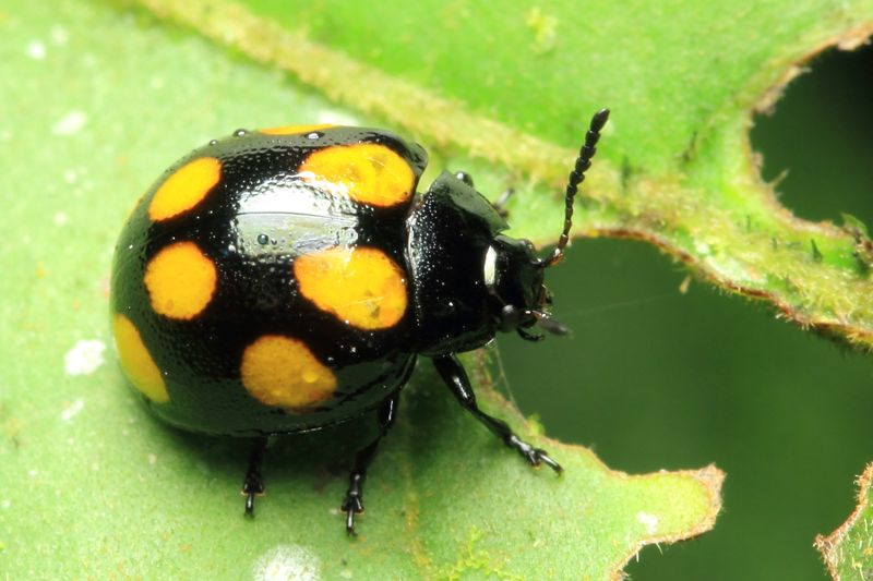 Leaf Beetle, Platyphora sp. (Chrysomelidae: Chrysomelinae)