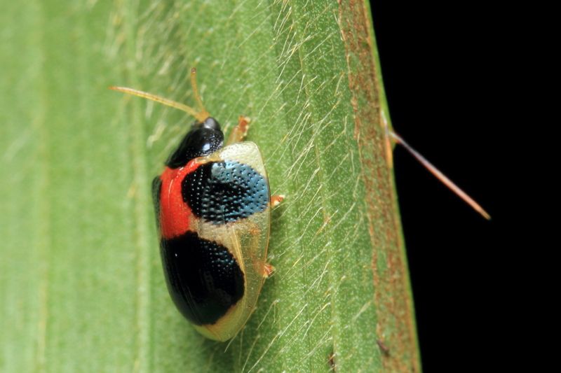 Tortoise Beetle, Spilophora cf. aequatoriensis (Chrysomelidae: Cassidinae)