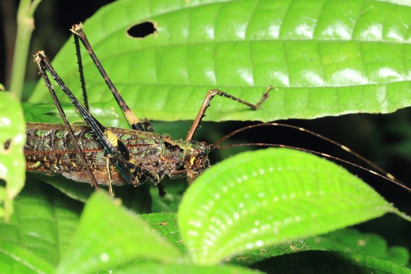 Katydid, Pemba cochleata (Tettigoniidae: Pseudophyllinae)