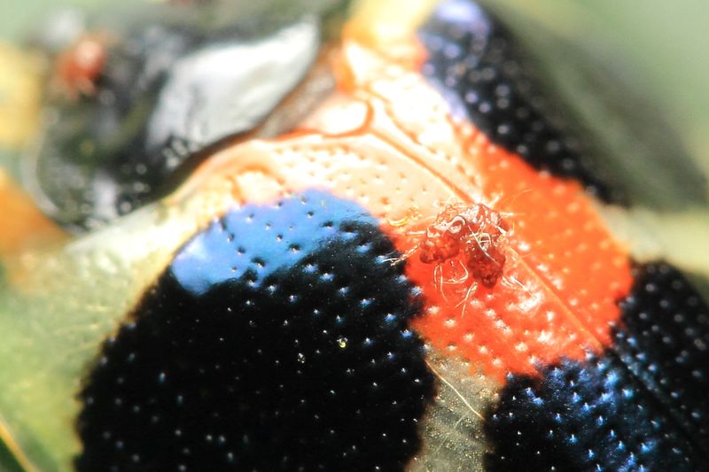 Mites