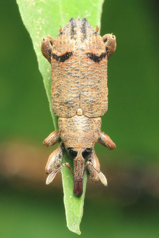 Weevil (Curculionidae: Molytinae: Hylobiini)